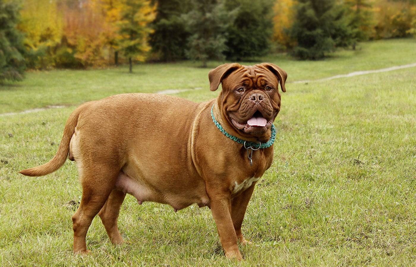 A large brown dog with a blue collar stands on a grassy field. The dog, possibly just back from the veterinarian, has a wrinkled face, short ears, and is panting with its tongue out. It appears to be well-fed and has a stocky build. In the background, there are trees with autumn-colored leaves.