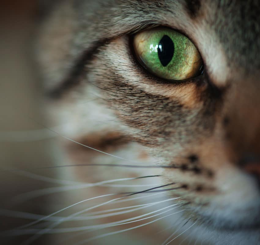 Close-up of a cat's face, focusing on its green eye. The cat's fur is a mix of brown and gray shades, with prominent whiskers visible. The background is blurred, drawing attention to the detailed texture and colors of the cat's fur and eye—perfect for a vet to observe these subtle details.
