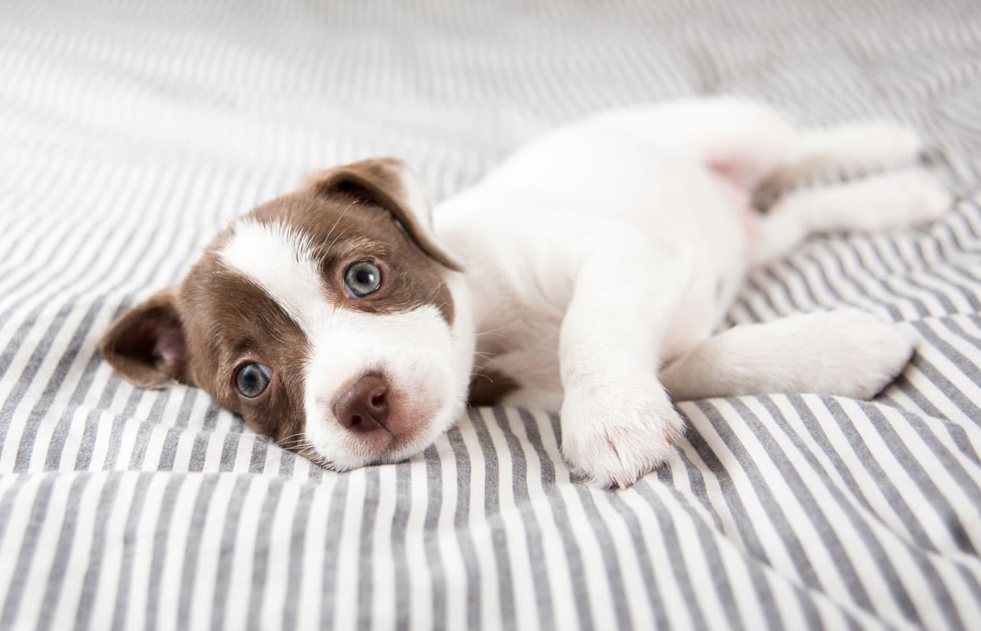 A small puppy with light brown and white fur lies on a grey and white striped blanket. The puppy looks directly at the camera with wide, curious eyes, as if it's ready for its first vet visit. Its body is stretched out, and one paw is slightly raised.