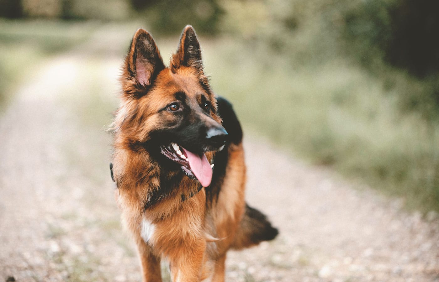 A German Shepherd with a reddish-brown and black coat stands on a gravel path, looking off to the side with its mouth open and tongue out. The background consists of greenery, slightly blurred, suggesting an outdoor setting after a visit to the vet.