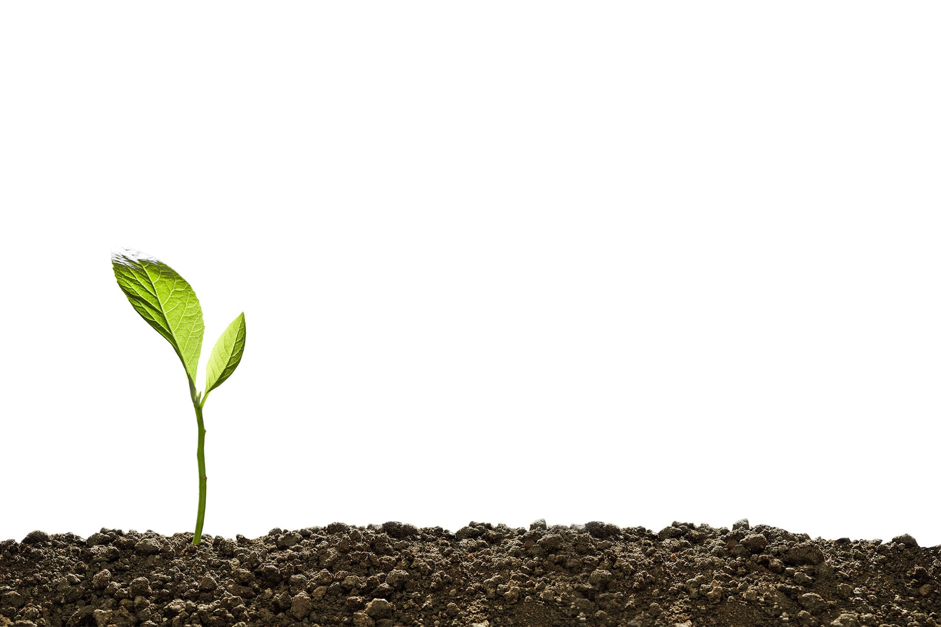 A single green seedling with two leaves emerging from dark, fertile soil against a plain white background. The small plant is seen at the left side, symbolizing growth, new beginnings, and potential—much like a veterinarian nurturing an animal back to health.