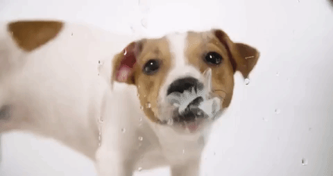 A cute puppy with brown patches drinks water from a transparent surface, creating a smeared and playful effect. The puppy enthusiastically licks the glass, resulting in visible droplets and smudges. It’s clear this little one has the vet’s approval for playful antics against the white background, highlighting its adorable action.